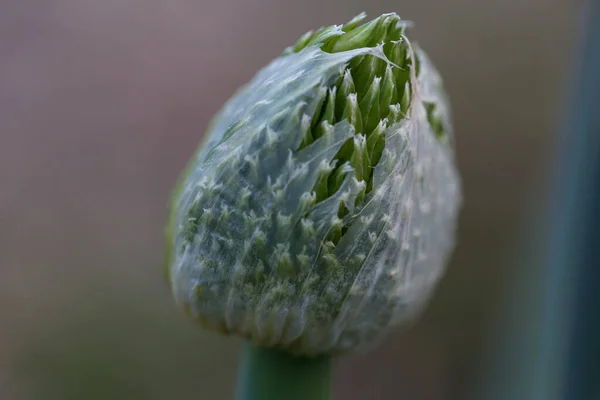 Eine Nahaufnahme Von Frühlingszwiebelblume Versteckt Zwischen Pflanzen Gemüsegarten — Stockfoto