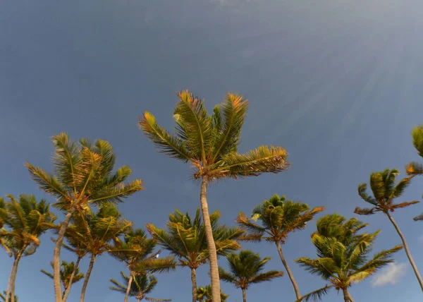 Angle Bas Palmiers Sous Lumière Soleil — Photo