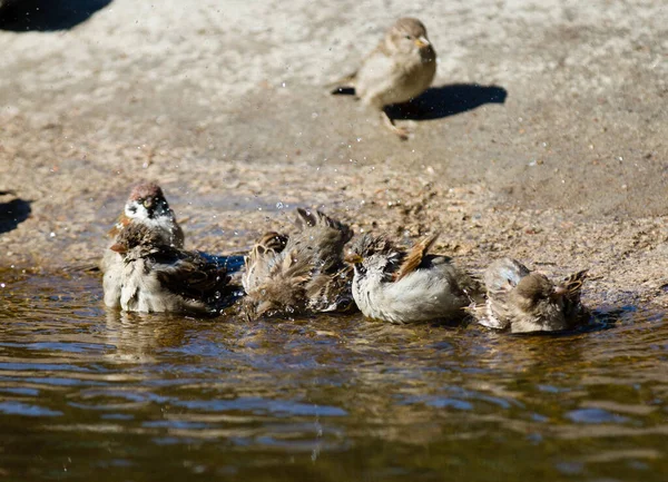 Κοντινές Λήψεις Πουλιών Που Κολυμπούν Στο Νερό — Φωτογραφία Αρχείου