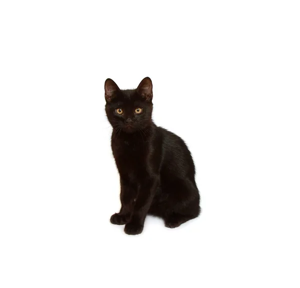 Closeup Black Kitten Looking Straight Camera Isolated White Background — Stock Photo, Image