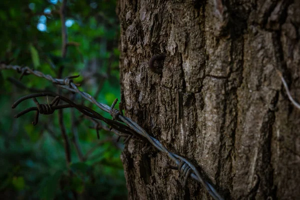 Closeup Shot Wire Wrapped Tree Bark — Stock Photo, Image