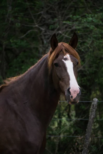 Tiro Vertical Cavalo Marrom Cercado Por Vegetação Rancho — Fotografia de Stock