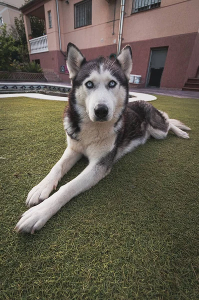 Een Verticaal Schot Van Een Siberische Husky Liggend Tuin Overdag — Stockfoto