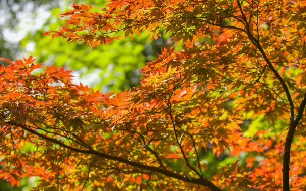 Een Close Van Kleurrijk Herfstblad Boom Textuur Voor Behang Achtergrond — Stockfoto