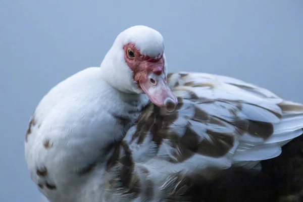 Muscovy Anka Närbild Tittar Runt Med Röd Näbb Och Ansikte — Stockfoto