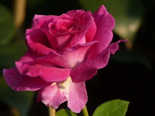 Eine Selektive Fokusaufnahme Einer Schönen Hellen Rose — Stockfoto