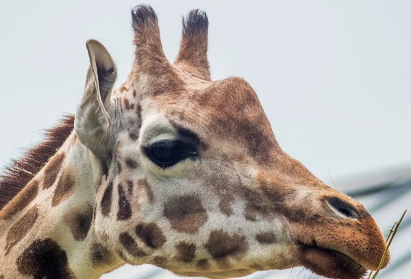 Close Rosto Uma Girafa Fundo Embaçado — Fotografia de Stock