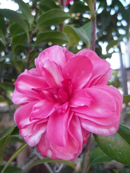 Tiro Vertical Uma Bela Flor Camélia — Fotografia de Stock