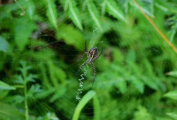 緑の低木や植生の間でそのウェブ上で獲物を待っているArgiopeロバータのクローズアップショット — ストック写真