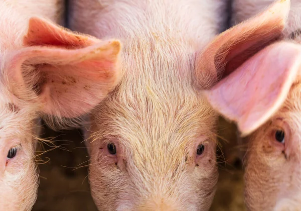 Een Close Shot Van Drie Varkens — Stockfoto