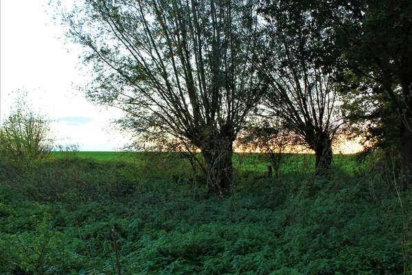 Gli Alberi Campo Verde Durante Tramonto — Foto Stock
