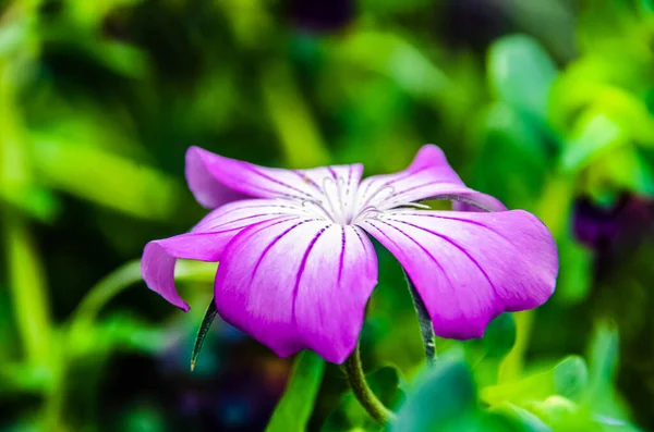 Tiro Seletivo Foco Uma Flor Roxa Crescida Jardim Botânico — Fotografia de Stock