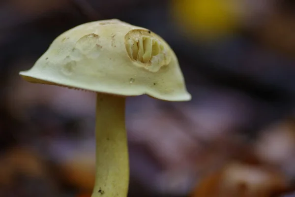 Una Toma Selectiva Enfoque Caballero Azufre Tricholoma Sulphureum Setas — Foto de Stock