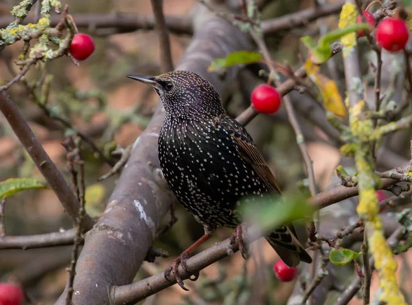 Een Selectieve Focus Shot Van Een Gewone Spreeuw Neergestreken Een — Stockfoto