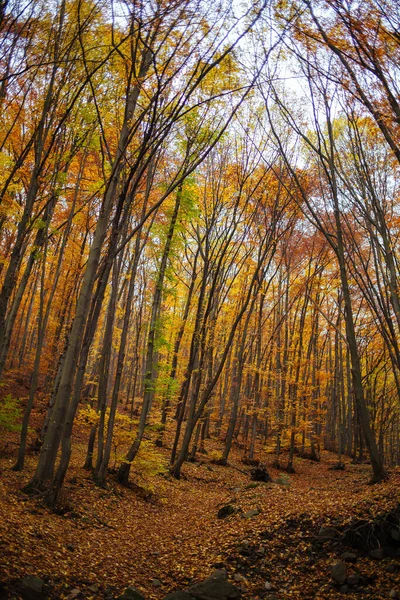 Vacker Bild Höstskogen — Stockfoto