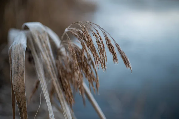 Detailní Záběr Sušené Pšenice Poli — Stock fotografie