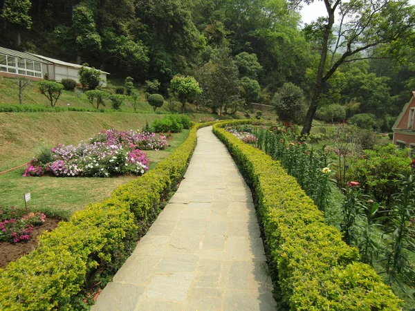 Beautiful Shot Flowers Garden — Stock Photo, Image