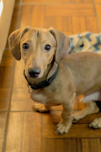Eine Nahaufnahme Eines Niedlichen Wiener Hundes Mit Traurigem Blick — Stockfoto