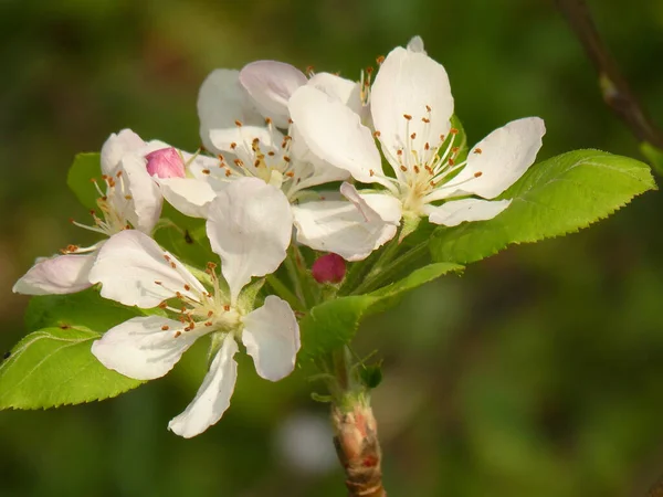 Primer Plano Flores Manzano Flor — Foto de Stock