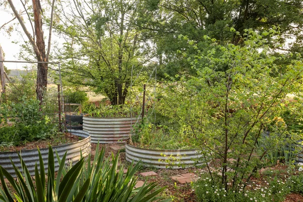 Una Escena Huerta Casa Campo Con Plantas Que Crecen Antiguos — Foto de Stock