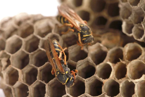 Eine Nahaufnahme Von Wespen Beim Nestbau Auf Weißem Hintergrund — Stockfoto