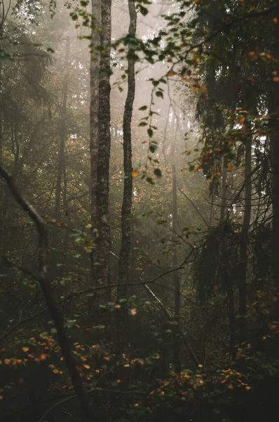 Vertikal Bild Växande Träd Skogen Dystert Väder — Stockfoto