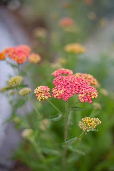 Primer Plano Flores Rosadas Brotes Milfoil Achillea —  Fotos de Stock