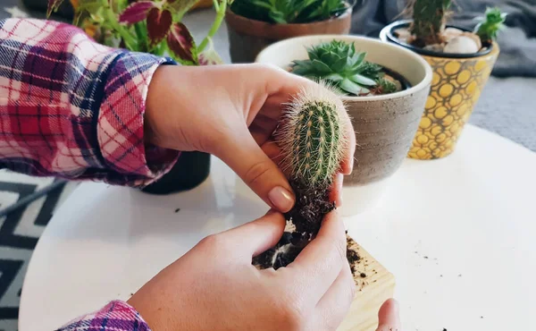 Tiro Manos Plantando Cactus — Foto de Stock