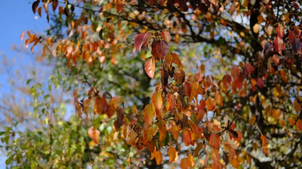 Primer Plano Hojas Doradas Árbol —  Fotos de Stock