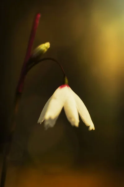 Disparo Vertical Una Flor —  Fotos de Stock