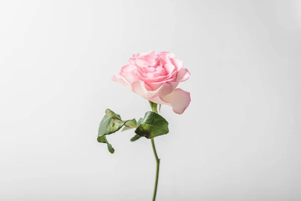 Gros Plan Une Rose Sur Fond Isolé — Photo