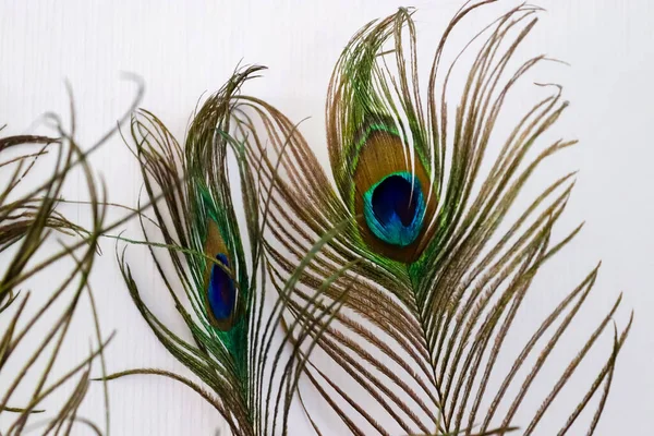 Closeup Hot Peacock Feathers — Stock Photo, Image