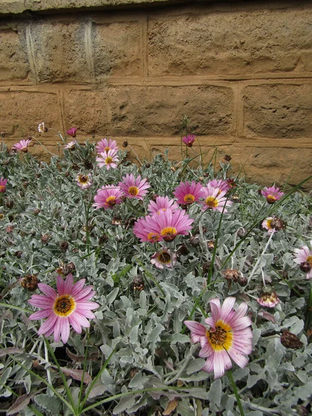 Beautiful Shot Daisy Flowers Garden — Stock Photo, Image