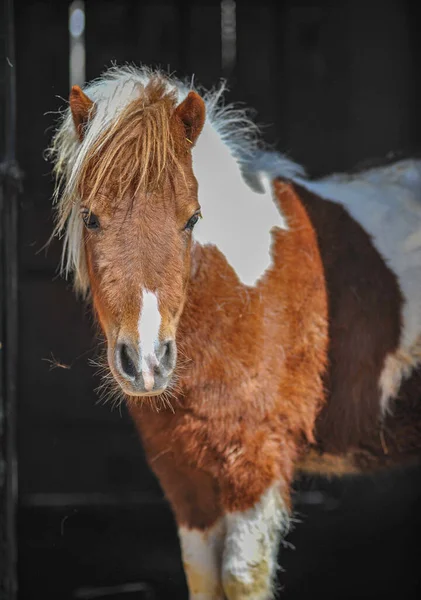 Vertikální Snímek Dvoubarevného Koně Bílou Hřívou — Stock fotografie