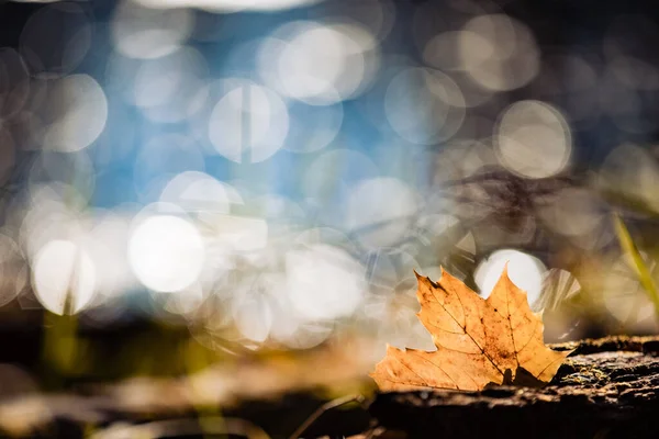 Selective Focus Shot Single Autumn Maple Leaf Bokeh Background — Stock Photo, Image