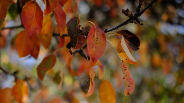 金黄色的叶子在树枝上的特写镜头 — 图库照片