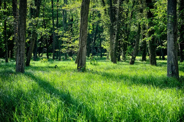 Прекрасний Знімок Зеленого Парку — стокове фото