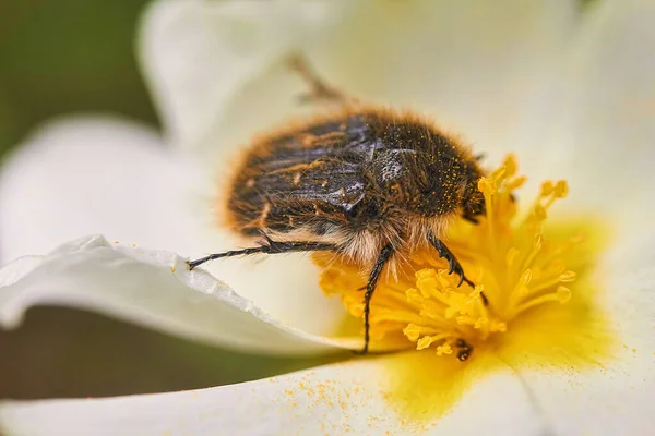 Närbild Makro Fokus Skott Bugg Vit Blomma — Stockfoto