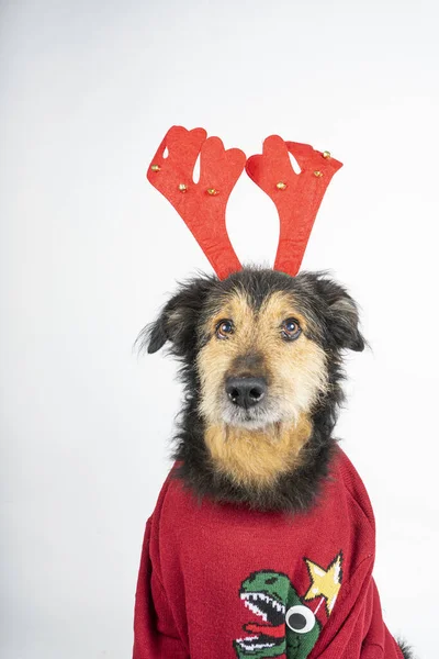 Eine Vertikale Aufnahme Eines Hundes Weihnachtlicher Kleidung — Stockfoto