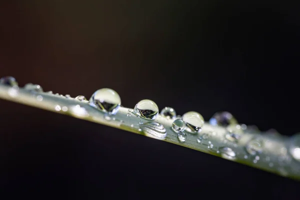 Plan Mise Point Peu Profond Rosée Sur Une Plante — Photo