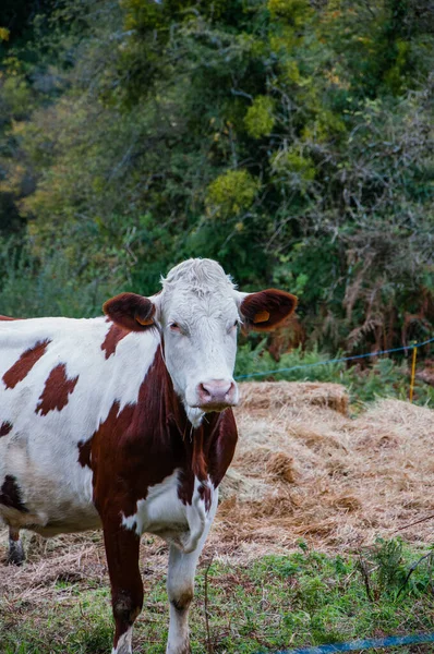 Tiro Perto Uma Vaca Pastando Nos Campos — Fotografia de Stock