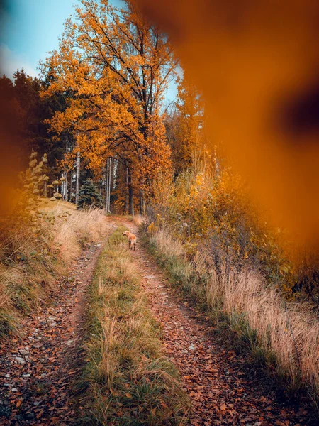 Vertical Shot Narrow Walkway Covered Fallen Autumn Foliage Overgrown Dry — 스톡 사진