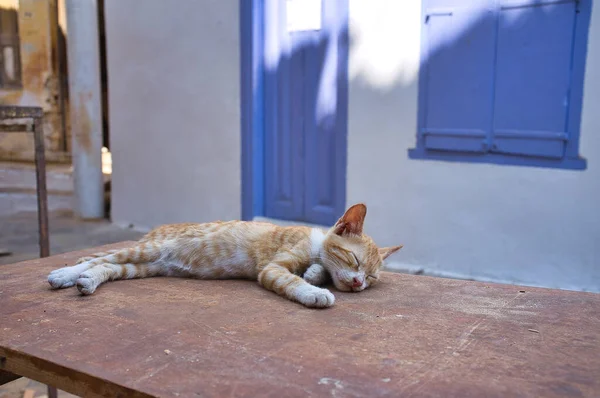 Eine Selektive Fokusaufnahme Einer Verschlafenen Katze Symi Griechenland — Stockfoto