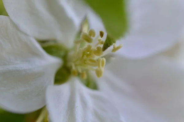白い花の汚名と雄しべのクローズアップ — ストック写真
