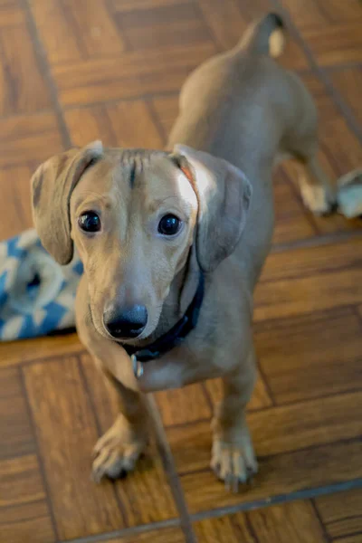 Eine Nahaufnahme Eines Niedlichen Wiener Hundes Mit Traurigem Blick — Stockfoto