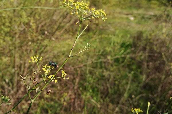 在阳光下的田野里 苍蝇在茴香花上的特写 背景模糊不清 — 图库照片