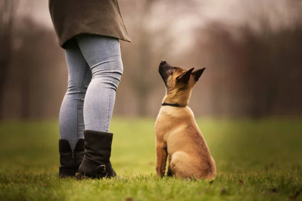 Closeup Obedient Belgian Shepherd Resting Outdoors Owner — Stock Photo, Image