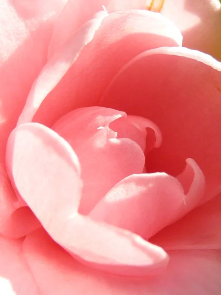 Een Verticaal Shot Van Een Roze Camelia — Stockfoto