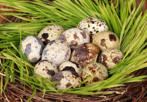 Closeup Shot Quail Eggs Woven Basket Grass — Stock Photo, Image