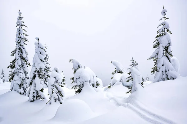 Beautiful Shot Snowy Winter Landscape Mountain Vancouver Island Canada — Stock Photo, Image